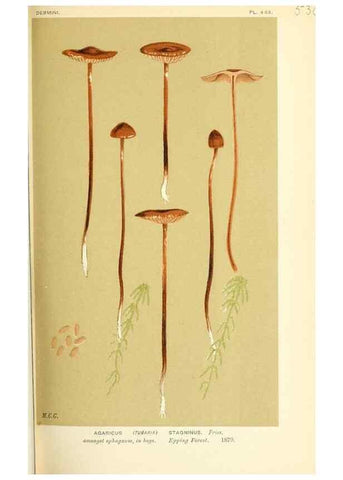 Reproducción/Reproduction 9015227241: Illustrations of British Fungi (Hymenomycetes), to serve as an atlas to the ""Handbook of British Fungi"".. LondonWilliams and Norgate1881-91