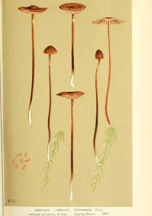 Reproducción/Reproduction 9015227241: Illustrations of British Fungi (Hymenomycetes), to serve as an atlas to the ""Handbook of British Fungi"".. LondonWilliams and Norgate1881-91