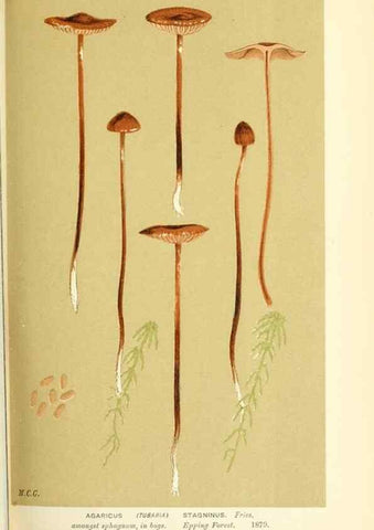 Reproducción/Reproduction 9015227241: Illustrations of British Fungi (Hymenomycetes), to serve as an atlas to the ""Handbook of British Fungi"".. LondonWilliams and Norgate1881-91