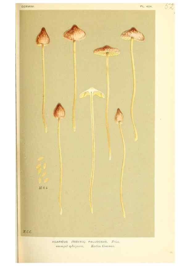 Reproducción/Reproduction 9015226083: Illustrations of British Fungi (Hymenomycetes), to serve as an atlas to the ""Handbook of British Fungi"".. LondonWilliams and Norgate1881-91