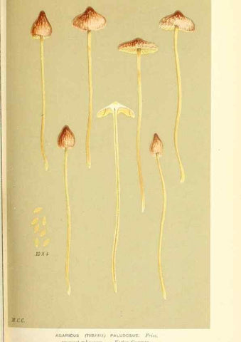 Reproducción/Reproduction 9015226083: Illustrations of British Fungi (Hymenomycetes), to serve as an atlas to the ""Handbook of British Fungi"".. LondonWilliams and Norgate1881-91