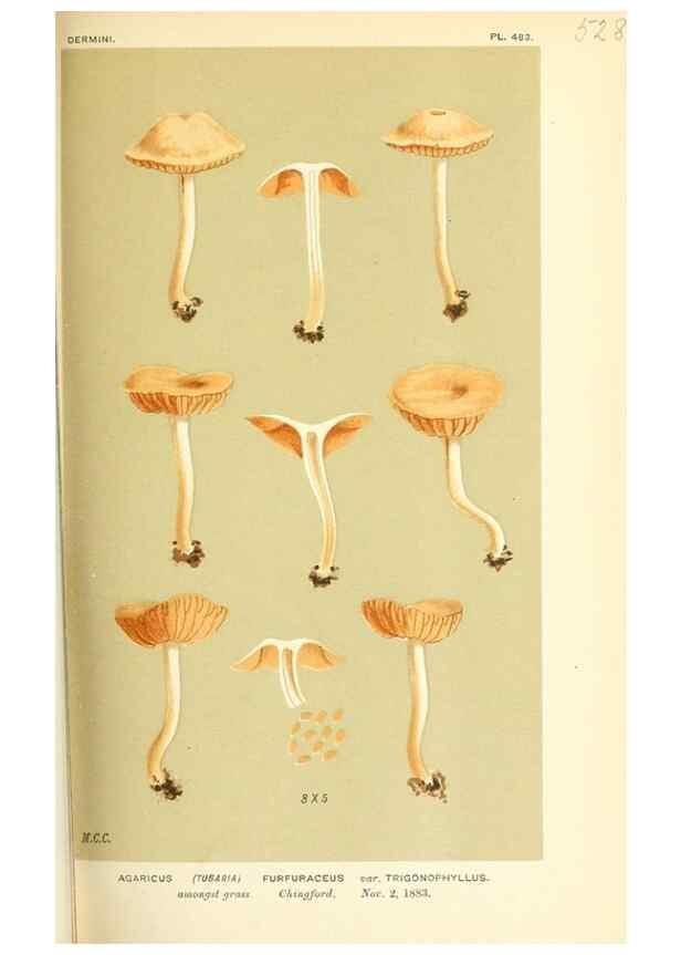 Reproducción/Reproduction 9016416584: Illustrations of British Fungi (Hymenomycetes), to serve as an atlas to the ""Handbook of British Fungi"".. LondonWilliams and Norgate1881-91
