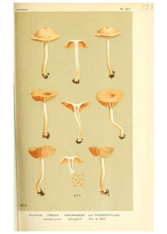 Reproducción/Reproduction 9016416584: Illustrations of British Fungi (Hymenomycetes), to serve as an atlas to the ""Handbook of British Fungi"".. LondonWilliams and Norgate1881-91