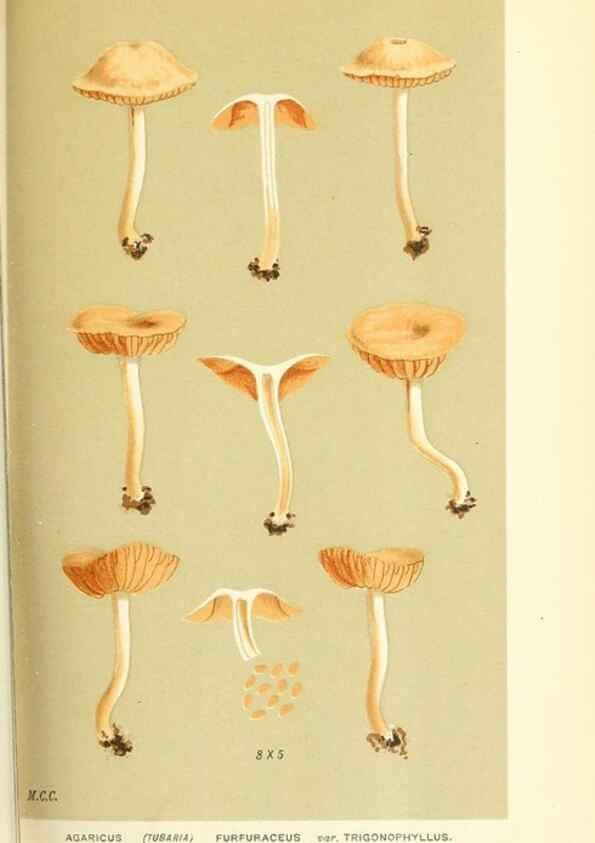 Reproducción/Reproduction 9016416584: Illustrations of British Fungi (Hymenomycetes), to serve as an atlas to the ""Handbook of British Fungi"".. LondonWilliams and Norgate1881-91