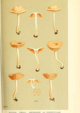 Reproducción/Reproduction 9016416584: Illustrations of British Fungi (Hymenomycetes), to serve as an atlas to the ""Handbook of British Fungi"".. LondonWilliams and Norgate1881-91