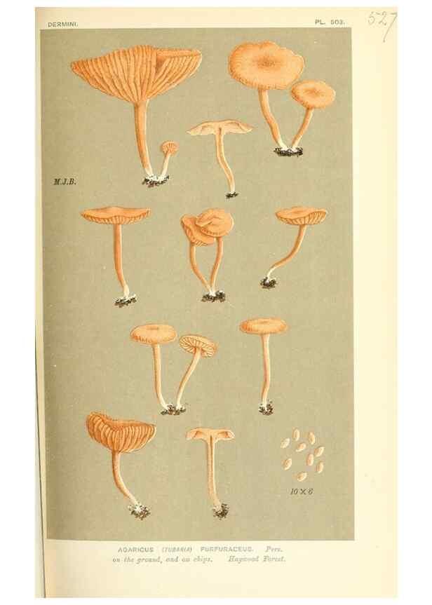Reproducción/Reproduction 9016415358: Illustrations of British Fungi (Hymenomycetes), to serve as an atlas to the ""Handbook of British Fungi"".. LondonWilliams and Norgate1881-91