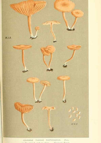 Reproducción/Reproduction 9016415358: Illustrations of British Fungi (Hymenomycetes), to serve as an atlas to the ""Handbook of British Fungi"".. LondonWilliams and Norgate1881-91