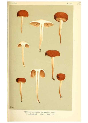 Reproducción/Reproduction 9015202327: Illustrations of British Fungi (Hymenomycetes), to serve as an atlas to the ""Handbook of British Fungi"".. LondonWilliams and Norgate1881-91