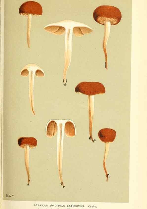 Reproducción/Reproduction 9015202327: Illustrations of British Fungi (Hymenomycetes), to serve as an atlas to the ""Handbook of British Fungi"".. LondonWilliams and Norgate1881-91