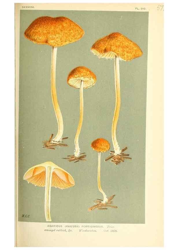 Reproducción/Reproduction 9016395278: Illustrations of British Fungi (Hymenomycetes), to serve as an atlas to the ""Handbook of British Fungi"".. LondonWilliams and Norgate1881-91