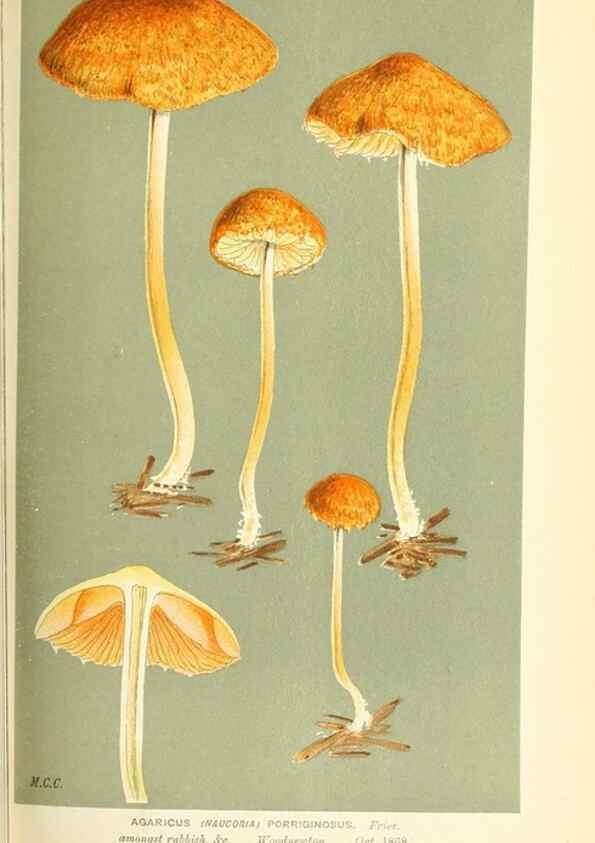 Reproducción/Reproduction 9016395278: Illustrations of British Fungi (Hymenomycetes), to serve as an atlas to the ""Handbook of British Fungi"".. LondonWilliams and Norgate1881-91