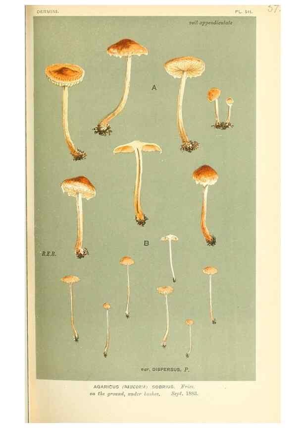 Reproducción/Reproduction 9015205891: Illustrations of British Fungi (Hymenomycetes), to serve as an atlas to the ""Handbook of British Fungi"".. LondonWilliams and Norgate1881-91
