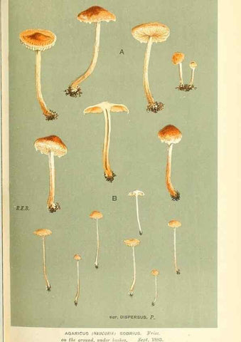 Reproducción/Reproduction 9015205891: Illustrations of British Fungi (Hymenomycetes), to serve as an atlas to the ""Handbook of British Fungi"".. LondonWilliams and Norgate1881-91