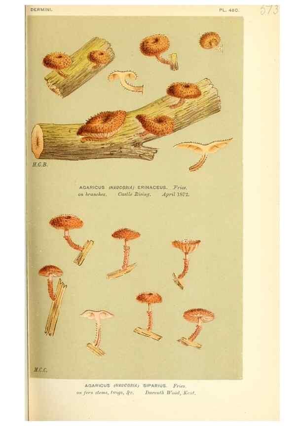 Reproducción/Reproduction 9016398692: Illustrations of British Fungi (Hymenomycetes), to serve as an atlas to the ""Handbook of British Fungi"".. LondonWilliams and Norgate1881-91