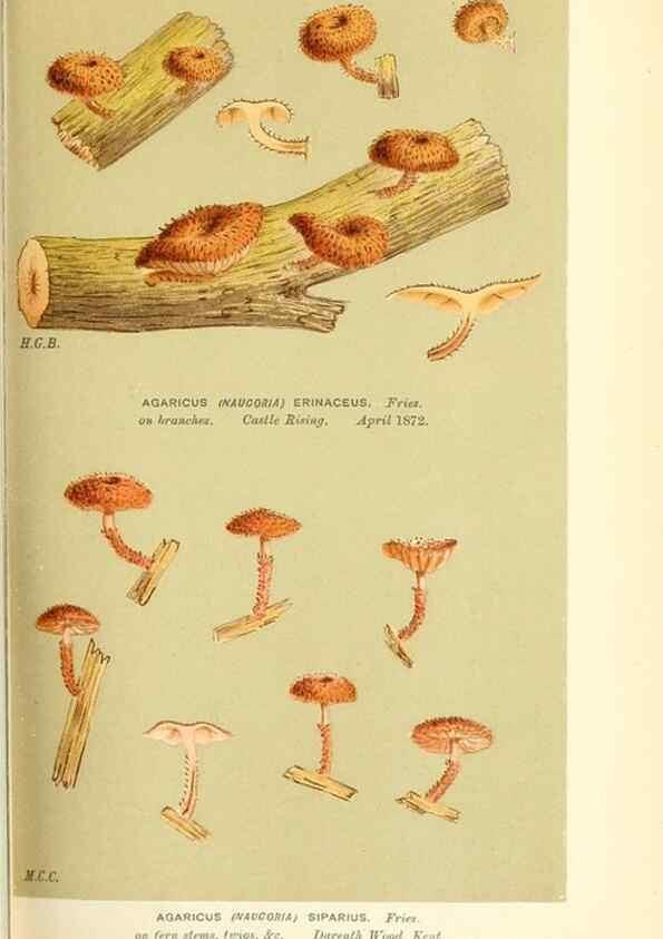 Reproducción/Reproduction 9016398692: Illustrations of British Fungi (Hymenomycetes), to serve as an atlas to the ""Handbook of British Fungi"".. LondonWilliams and Norgate1881-91