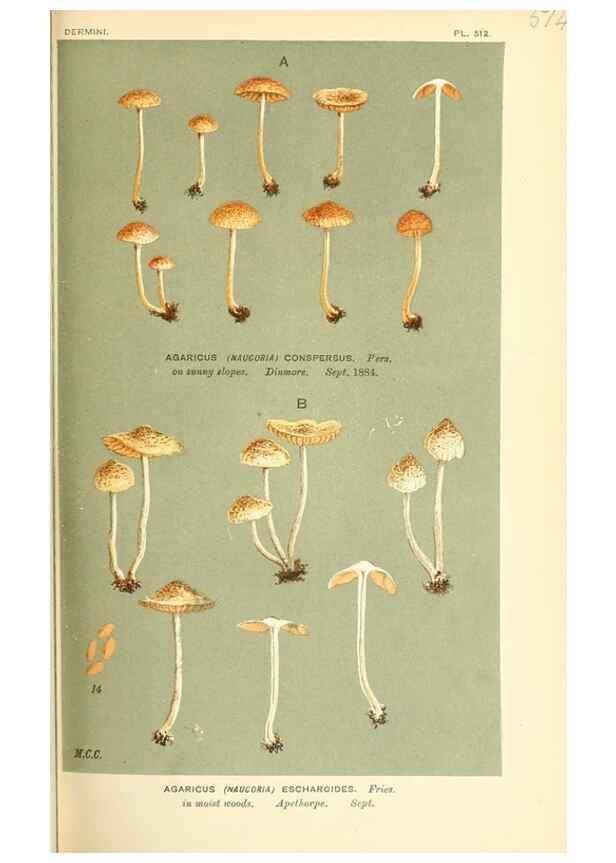Reproducción/Reproduction 9016399998: Illustrations of British Fungi (Hymenomycetes), to serve as an atlas to the ""Handbook of British Fungi"".. LondonWilliams and Norgate1881-91