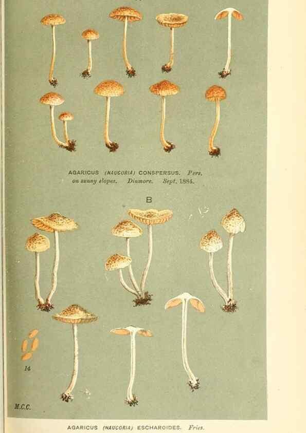 Reproducción/Reproduction 9016399998: Illustrations of British Fungi (Hymenomycetes), to serve as an atlas to the ""Handbook of British Fungi"".. LondonWilliams and Norgate1881-91