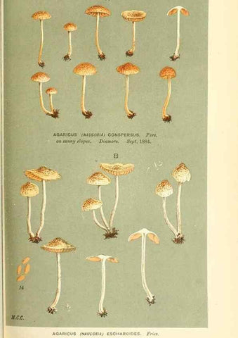 Reproducción/Reproduction 9016399998: Illustrations of British Fungi (Hymenomycetes), to serve as an atlas to the ""Handbook of British Fungi"".. LondonWilliams and Norgate1881-91