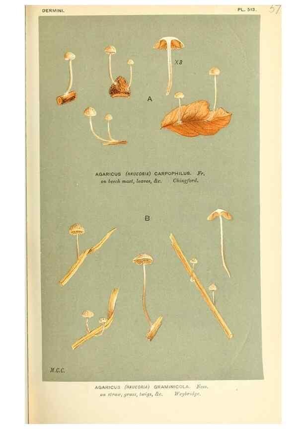 Reproducción/Reproduction 9015210207: Illustrations of British Fungi (Hymenomycetes), to serve as an atlas to the ""Handbook of British Fungi"".. LondonWilliams and Norgate1881-91