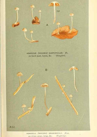 Reproducción/Reproduction 9015210207: Illustrations of British Fungi (Hymenomycetes), to serve as an atlas to the ""Handbook of British Fungi"".. LondonWilliams and Norgate1881-91