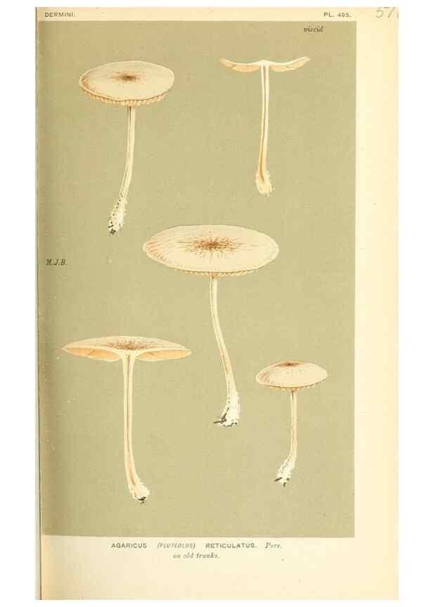 Reproducción/Reproduction 9016402640: Illustrations of British Fungi (Hymenomycetes), to serve as an atlas to the ""Handbook of British Fungi"".. LondonWilliams and Norgate1881-91