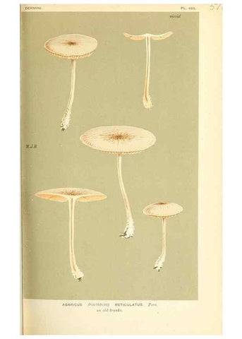 Reproducción/Reproduction 9016402640: Illustrations of British Fungi (Hymenomycetes), to serve as an atlas to the ""Handbook of British Fungi"".. LondonWilliams and Norgate1881-91