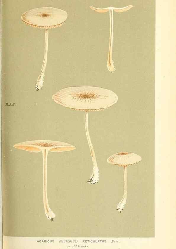 Reproducción/Reproduction 9016402640: Illustrations of British Fungi (Hymenomycetes), to serve as an atlas to the ""Handbook of British Fungi"".. LondonWilliams and Norgate1881-91