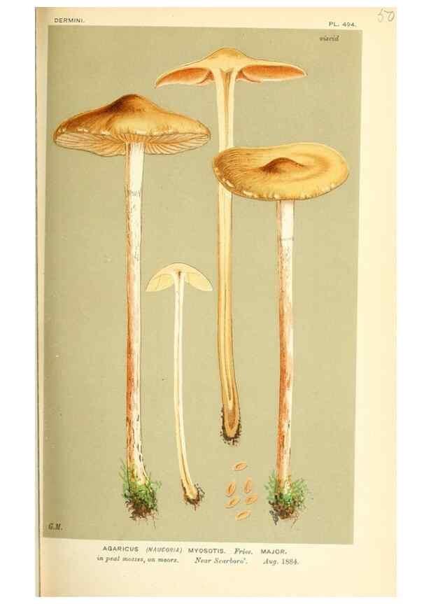 Reproducción/Reproduction 9016389750: Illustrations of British Fungi (Hymenomycetes), to serve as an atlas to the ""Handbook of British Fungi"".. LondonWilliams and Norgate1881-91