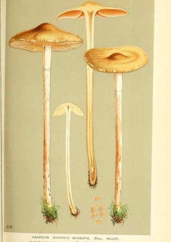 Reproducción/Reproduction 9016389750: Illustrations of British Fungi (Hymenomycetes), to serve as an atlas to the ""Handbook of British Fungi"".. LondonWilliams and Norgate1881-91