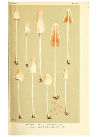 Reproducción/Reproduction 9016403718: Illustrations of British Fungi (Hymenomycetes), to serve as an atlas to the ""Handbook of British Fungi"".. LondonWilliams and Norgate1881-91