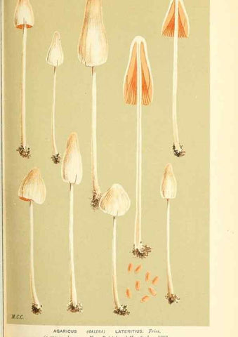 Reproducción/Reproduction 9016403718: Illustrations of British Fungi (Hymenomycetes), to serve as an atlas to the ""Handbook of British Fungi"".. LondonWilliams and Norgate1881-91