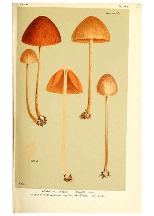 Reproducción/Reproduction 9016405876: Illustrations of British Fungi (Hymenomycetes), to serve as an atlas to the ""Handbook of British Fungi"".. LondonWilliams and Norgate1881-91
