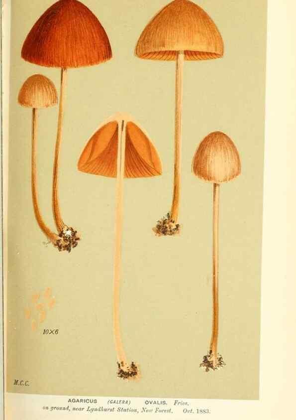 Reproducción/Reproduction 9016405876: Illustrations of British Fungi (Hymenomycetes), to serve as an atlas to the ""Handbook of British Fungi"".. LondonWilliams and Norgate1881-91