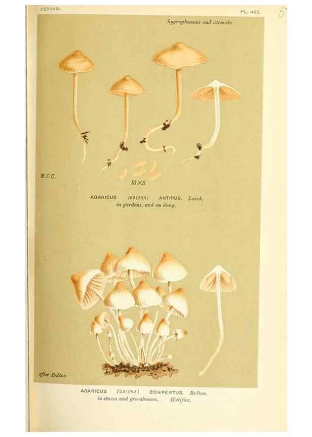 Reproducción/Reproduction 9016407100: Illustrations of British Fungi (Hymenomycetes), to serve as an atlas to the ""Handbook of British Fungi"".. LondonWilliams and Norgate1881-91