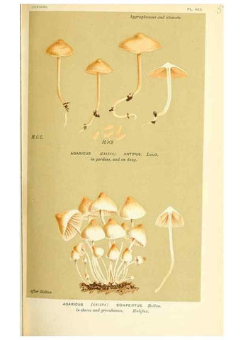Reproducción/Reproduction 9016407100: Illustrations of British Fungi (Hymenomycetes), to serve as an atlas to the ""Handbook of British Fungi"".. LondonWilliams and Norgate1881-91