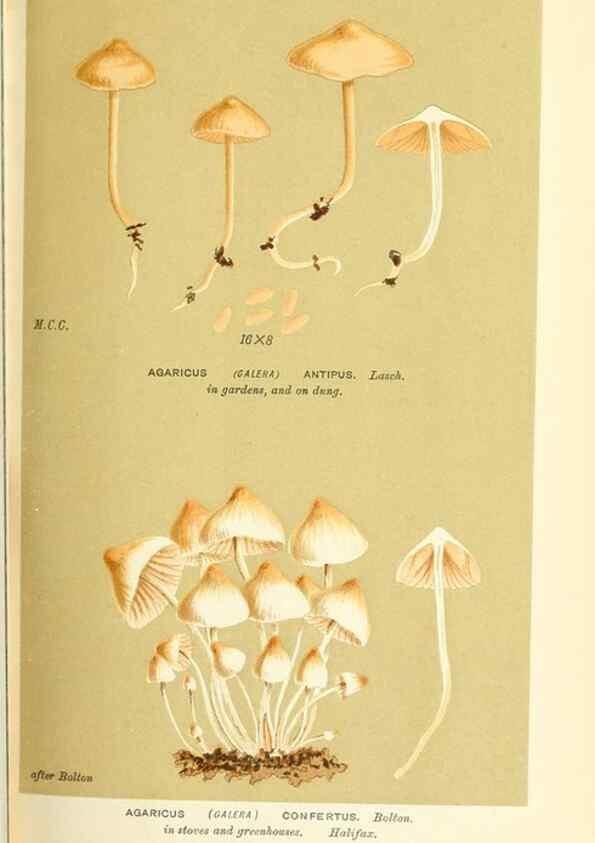 Reproducción/Reproduction 9016407100: Illustrations of British Fungi (Hymenomycetes), to serve as an atlas to the ""Handbook of British Fungi"".. LondonWilliams and Norgate1881-91