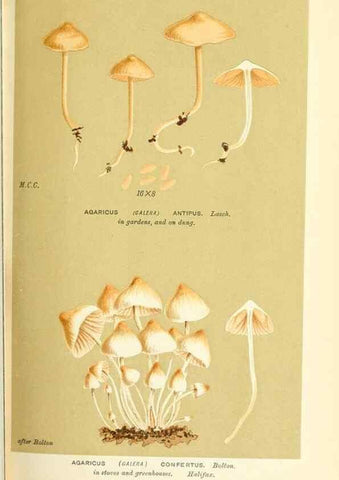 Reproducción/Reproduction 9016407100: Illustrations of British Fungi (Hymenomycetes), to serve as an atlas to the ""Handbook of British Fungi"".. LondonWilliams and Norgate1881-91