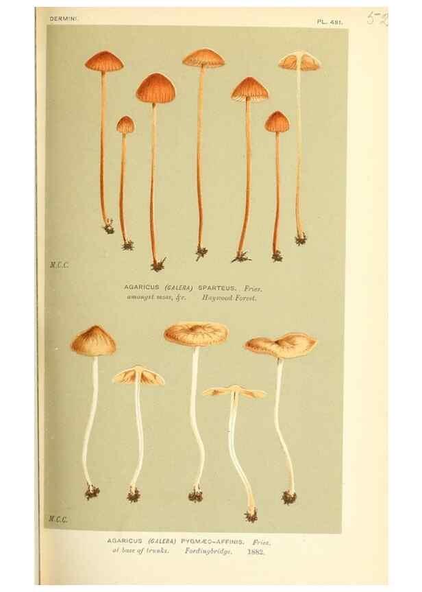 Reproducción/Reproduction 9015217027: Illustrations of British Fungi (Hymenomycetes), to serve as an atlas to the ""Handbook of British Fungi"".. LondonWilliams and Norgate1881-91