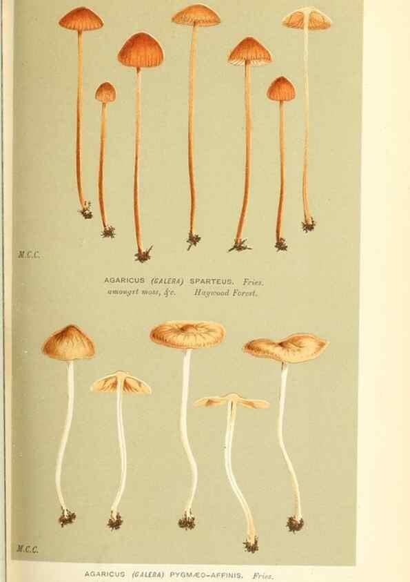 Reproducción/Reproduction 9015217027: Illustrations of British Fungi (Hymenomycetes), to serve as an atlas to the ""Handbook of British Fungi"".. LondonWilliams and Norgate1881-91