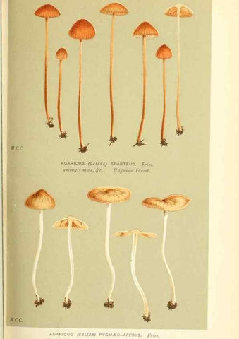 Reproducción/Reproduction 9015217027: Illustrations of British Fungi (Hymenomycetes), to serve as an atlas to the ""Handbook of British Fungi"".. LondonWilliams and Norgate1881-91