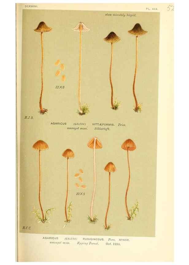 Reproducción/Reproduction 9015218047: Illustrations of British Fungi (Hymenomycetes), to serve as an atlas to the ""Handbook of British Fungi"".. LondonWilliams and Norgate1881-91