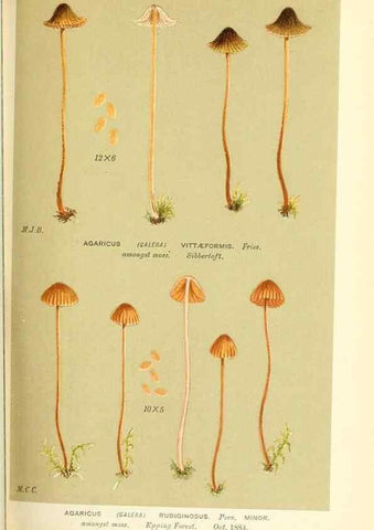 Reproducción/Reproduction 9015218047: Illustrations of British Fungi (Hymenomycetes), to serve as an atlas to the ""Handbook of British Fungi"".. LondonWilliams and Norgate1881-91