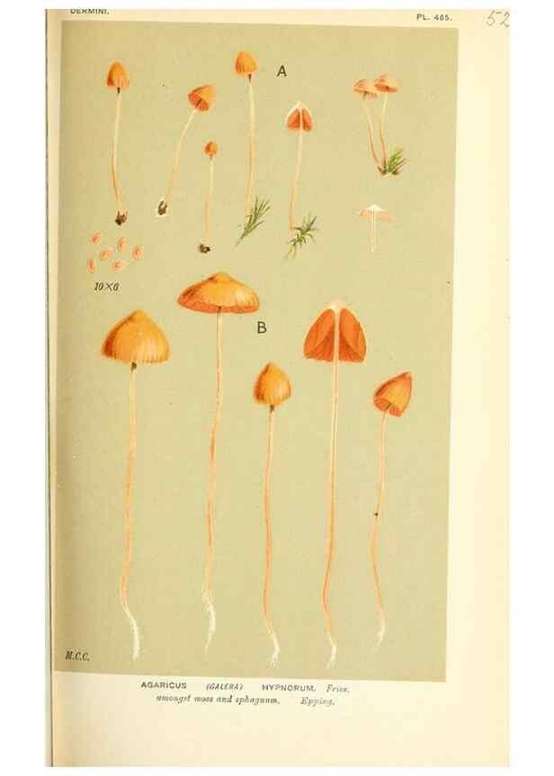Reproducción/Reproduction 9015219155: Illustrations of British Fungi (Hymenomycetes), to serve as an atlas to the ""Handbook of British Fungi"".. LondonWilliams and Norgate1881-91