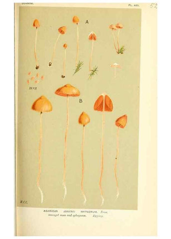 Reproducción/Reproduction 9015219155: Illustrations of British Fungi (Hymenomycetes), to serve as an atlas to the ""Handbook of British Fungi"".. LondonWilliams and Norgate1881-91