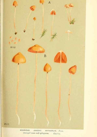 Reproducción/Reproduction 9015219155: Illustrations of British Fungi (Hymenomycetes), to serve as an atlas to the ""Handbook of British Fungi"".. LondonWilliams and Norgate1881-91