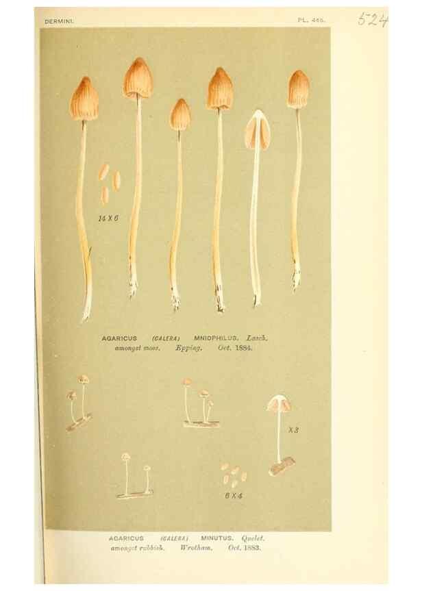 Reproducción/Reproduction 9015220239: Illustrations of British Fungi (Hymenomycetes), to serve as an atlas to the ""Handbook of British Fungi"".. LondonWilliams and Norgate1881-91