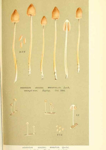 Reproducción/Reproduction 9015220239: Illustrations of British Fungi (Hymenomycetes), to serve as an atlas to the ""Handbook of British Fungi"".. LondonWilliams and Norgate1881-91