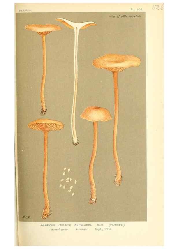 Reproducción/Reproduction 9016414020: Illustrations of British Fungi (Hymenomycetes), to serve as an atlas to the ""Handbook of British Fungi"".. LondonWilliams and Norgate1881-91