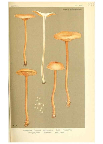 Reproducción/Reproduction 9016414020: Illustrations of British Fungi (Hymenomycetes), to serve as an atlas to the ""Handbook of British Fungi"".. LondonWilliams and Norgate1881-91