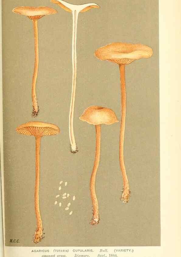 Reproducción/Reproduction 9016414020: Illustrations of British Fungi (Hymenomycetes), to serve as an atlas to the ""Handbook of British Fungi"".. LondonWilliams and Norgate1881-91